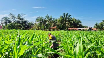 Polisi dan Warga Sukaraja Sukseskan Lahan Jagung 1 Hektar untuk Pangan Nasional